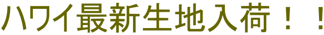 ハワイ最新生地入荷！！